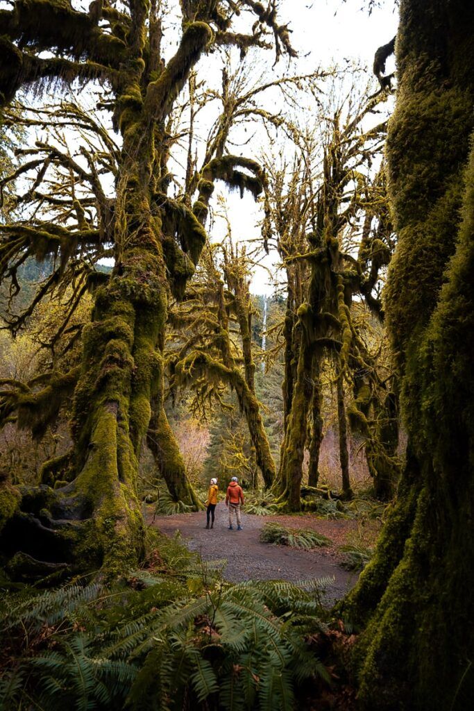 best time to visit Olympic National Park