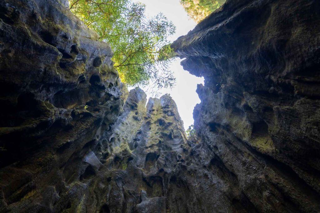 Best Time to Visit Redwood National Park